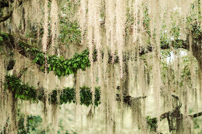 2-Hour Bonaventure Cemetery Walking Tour - Weather and comfort: what you should wear and bring