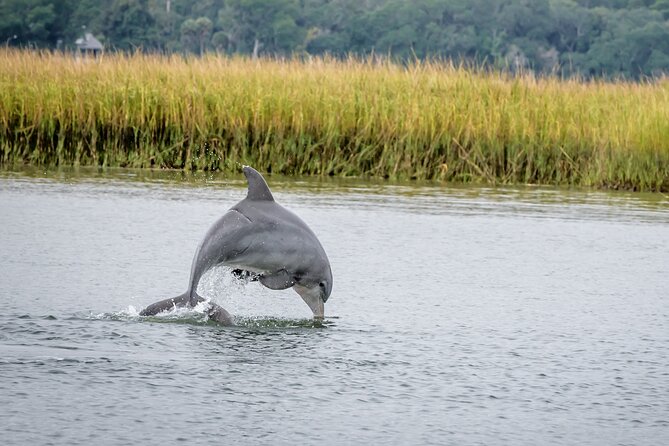 2 Hours Dolphin Eco Tour - Key Things That Make This Dolphin Eco Tour Worth Your Time
