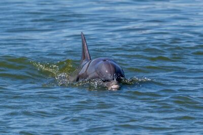2 Hours Dolphin Eco Tour - The Route Basics: Waving Girl Statue to Talmadge Bridge