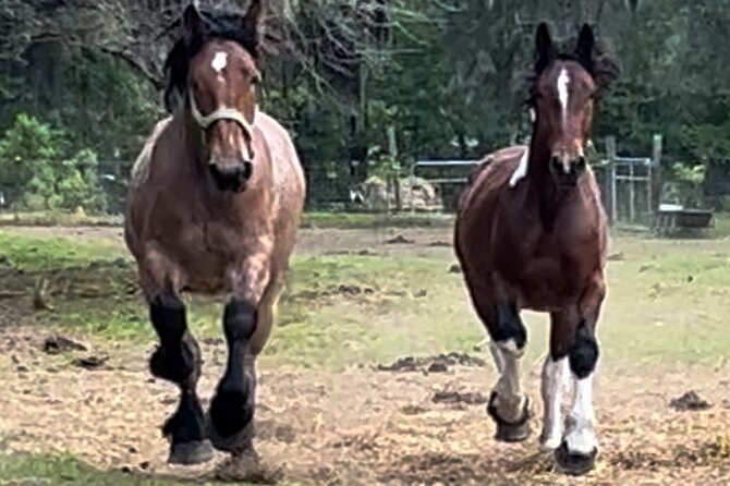 Horse Drawn Daytime Group Narrated Historic Overview Tour - A short horse-and-history loop through Savannah’s downtown