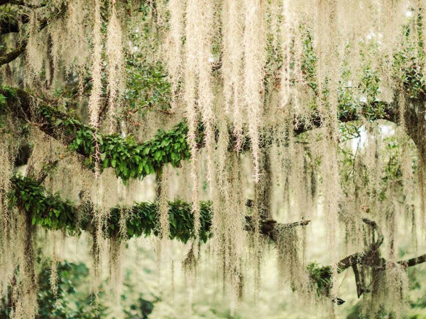 Savannah: Bonaventure Cemetery Tour - The 2-hour walking flow: how the visit stays engaging
