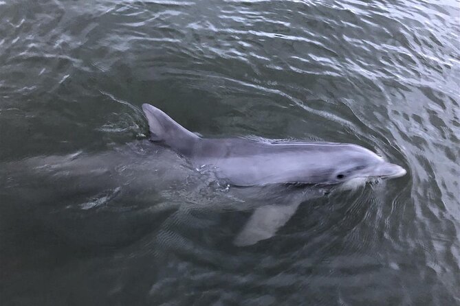 Savannah Coastal Dolphin Eco Tour - What $77 Gets You (and What You’ll Need to Bring)