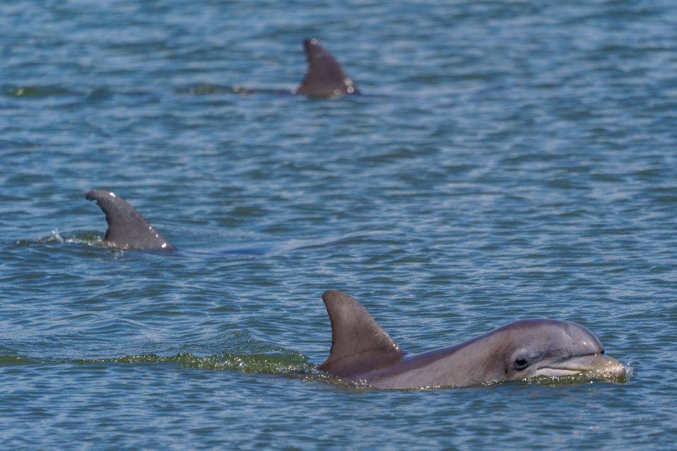 Savannah: Dolphin Spotting and Wildlife Eco Cruise - Who This Cruise Suits Best (and Who Might Want a Different Option)