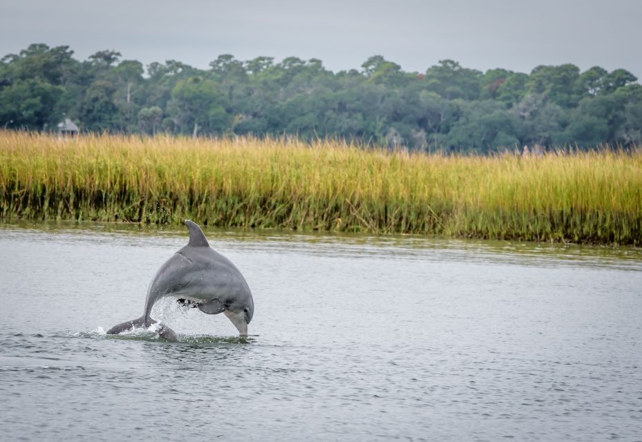 Savannah: Dolphin Spotting and Wildlife Eco Cruise - Where You Board on River Street (and How Not to Miss It)