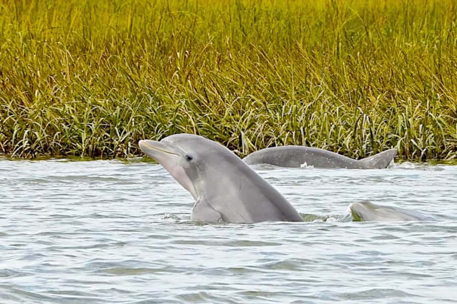 Savannah: Dolphin Spotting Eco Tour with Experienced Captain - Key moments that make this tour worth your time