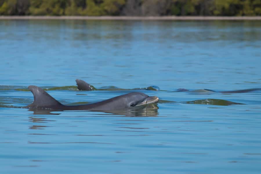 Savannah: Dolphin Spotting Eco Tour with Experienced Captain - From port terminals to open-water feel on the Intracoastal