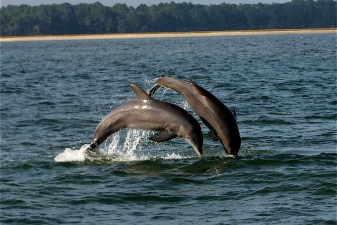 Savannah Sunset Dolphin Eco Tour - Key Highlights You’ll Care About