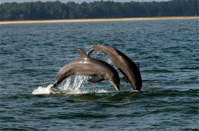 Savannah Sunset Dolphin Eco Tour - What to Bring (So the Evening Feels Easy)