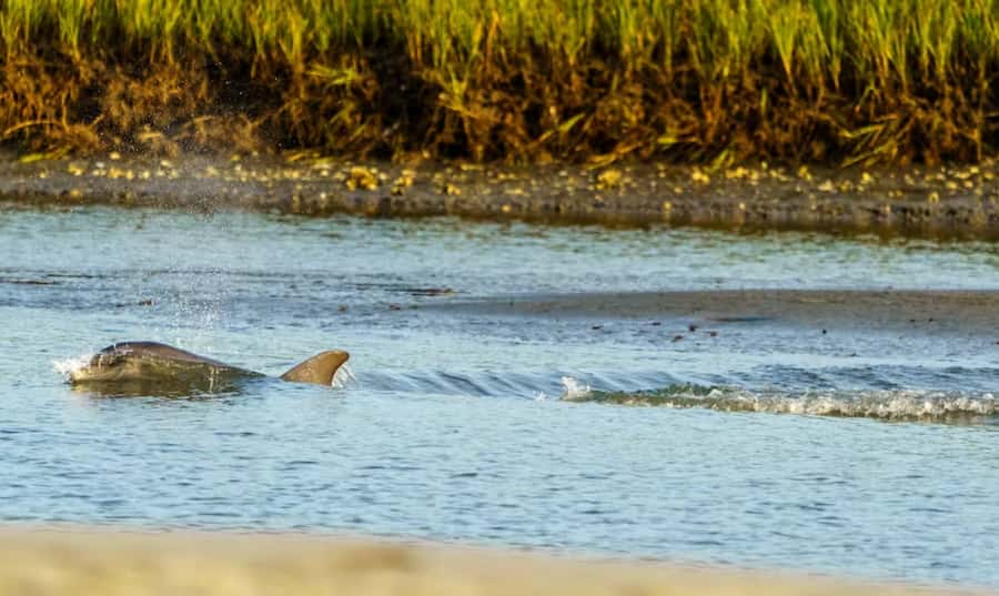 Savannah: Sunset Dolphin Watching Eco Tour by Boat - Key Points at a Glance