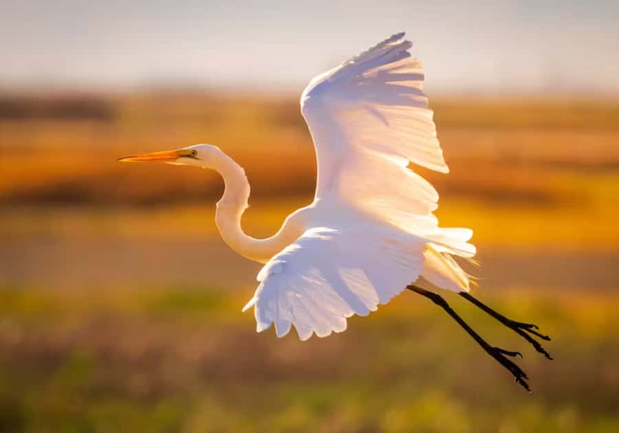 Savannah: Sunset Dolphin Watching Eco Tour by Boat - Savannah River at Golden Hour: What the 2-Hour Cruise Feels Like