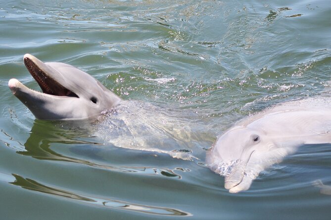 Sunset, Dolphin/Birding On A Private Guided Savannah Cruise - Key highlights you’ll care about