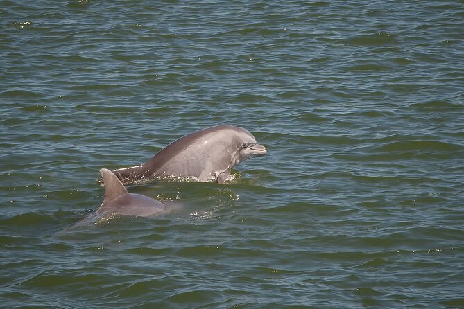 Sunset, Dolphin/Birding On A Private Guided Savannah Cruise - Price and what you’re actually getting with a $395 private group