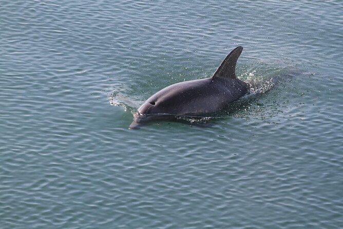 Sunset, Dolphin/Birding On A Private Guided Savannah Cruise - Isle of Hope to Skidaway River: the first stretch with history and ecology
