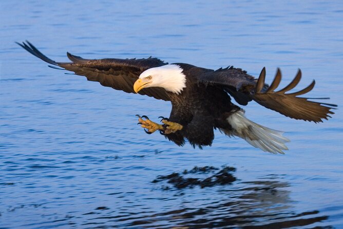 Sunset, Dolphin/Birding On A Private Guided Savannah Cruise - Birding moments you can plan around: bald eagles, spoonbills, blue herons