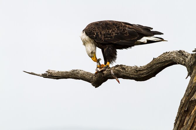 Sunset, Dolphin/Birding On A Private Guided Savannah Cruise - How long it takes, when to book, and who this fits best