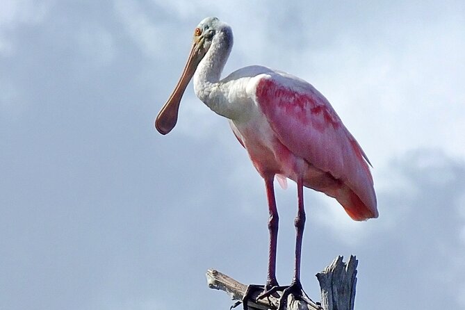Sunset, Dolphin/Birding On A Private Guided Savannah Cruise - What’s included, what to bring, and the choices that change your comfort