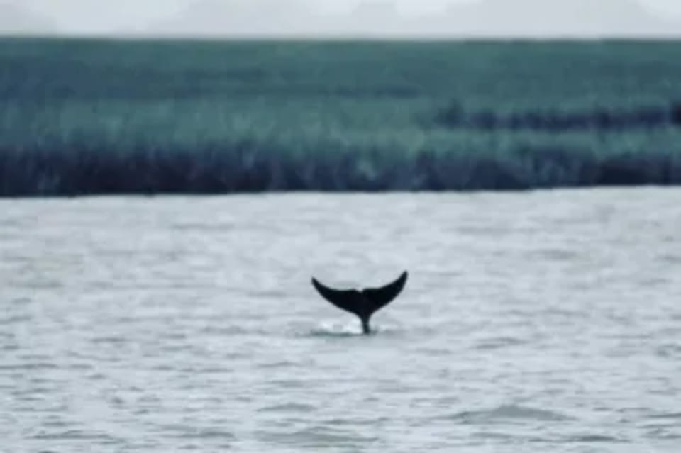 Tybee Island: Tiki Boat Sightseeing Cruise - Captain Commentary: Marine Life Facts and Local History, Explained In Real Time